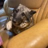 Фото профиля Tundra Elkhound