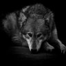 🐺Wolf🐺 的头像