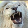 الليث فايز profil fotoğrafı