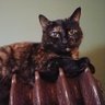 Max & Sushi remember Sweet Mina 🌈 profil fotoğrafı