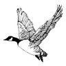 Profilbild von Cana Goose