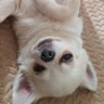 Profilbild von ゆいたとくるり