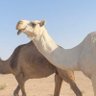 دحيييم's profile picture