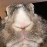 Pan_Kornel's profile picture