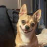 Фото профиля Leo the Chihuahua 🐶🇺🇸🇨🇴​​🗽