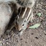 squeaky squirrel profil fotoğrafı