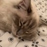 Profilbild von Razza , named after the footballer