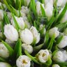 Profilbild von Tulip