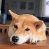 JustA 的头像