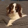 Dawn m Brenn🏴 Extremist and Proud's profile picture