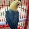 CangkemElekYoBand profil fotoğrafı