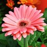 Profilbild von Gerbera (Russia)