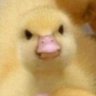Profilbild von Using Head & Heart