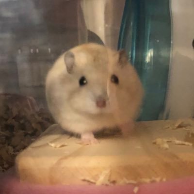 pamu_is_comin's profile picture