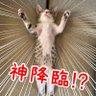 Фото профиля おびわん