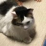 Profilbild von ふふ