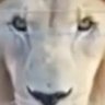 Profilbild von احمد توفيق الصياد