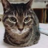 ひざねこ's profile picture