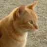 saizou profil fotoğrafı