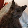 gzaichen profil fotoğrafı