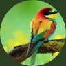 Profilbild von Colorful bird 🦜🚜🕯🤎