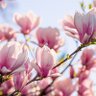 magnolia 的头像