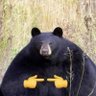 Soulbear's profile picture