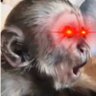 LIL UZI PEBS's profile picture