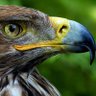 Фото профиля Falcon Trothrim