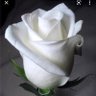 Ana la cubana libre's profile picture
