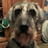 Charles Olds's profile picture