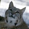 Lynx Rufus's profile picture