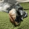 がじゅがじゅがじゅくそん profil fotoğrafı
