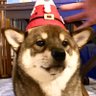 Profilbild von 柴犬の与一