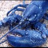 blue lobster's profile picture