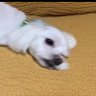 Profilbild von つき