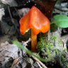 Profilbild von MAKOTO YOSHIDA 世界の虫を食べてみたい 発売中