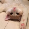 りおめる 的头像