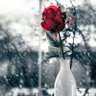 الأمل profil fotoğrafı