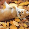 Profilbild von Shiba Inu