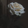 Kookkik's profile picture