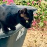 Profilbild von Twelve Paws 🐈🐈⬛🐈🏳️⚧️🏳️🌈