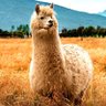 🚩 อัลปากาเคี้ยวหญ้าหยับๆ 🦙 profil fotoğrafı