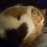 Etro's profile picture