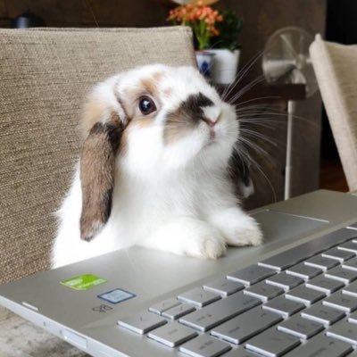 translated buns's profile picture