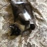 Theofatcat 的头像