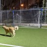 CheddarTheDog's profile picture
