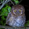 lechuza@s profil fotoğrafı
