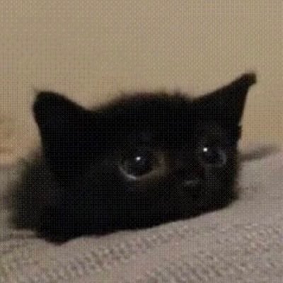 lucentpetal's profile picture