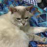 イカタコ profil fotoğrafı
